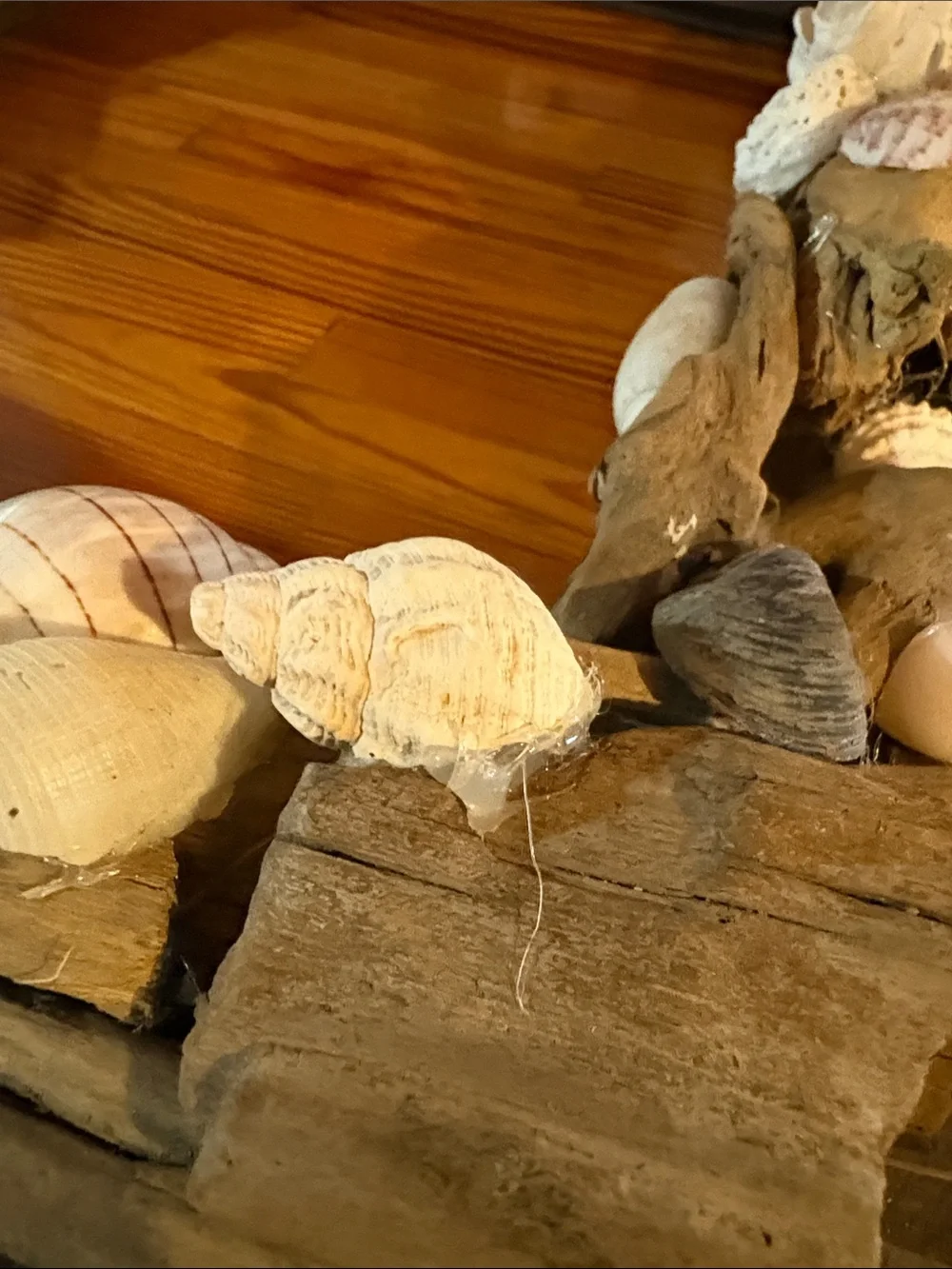 Real Driftwood & Seashell Decorative Photo Frame Handmade Coastal Nautical Decor